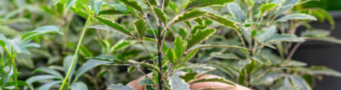 Garden Plants & Saplings Garden Plants & Saplings