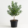 Olive Sapling