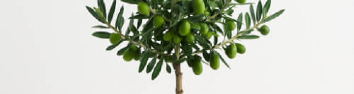 Olive Sapling