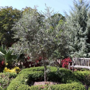 Arbequina Olive Sapling