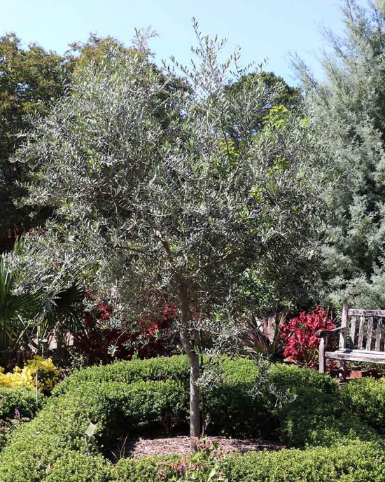 Arbequina Olive Sapling Arbequina Olive Sapling