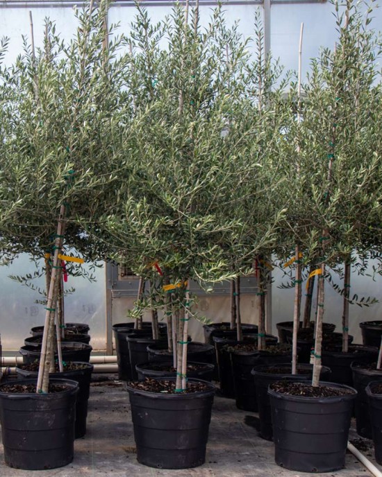 Arbequina Olive Sapling Arbequina Olive Sapling