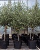 Arbequina Olive Sapling Arbequina Olive Sapling