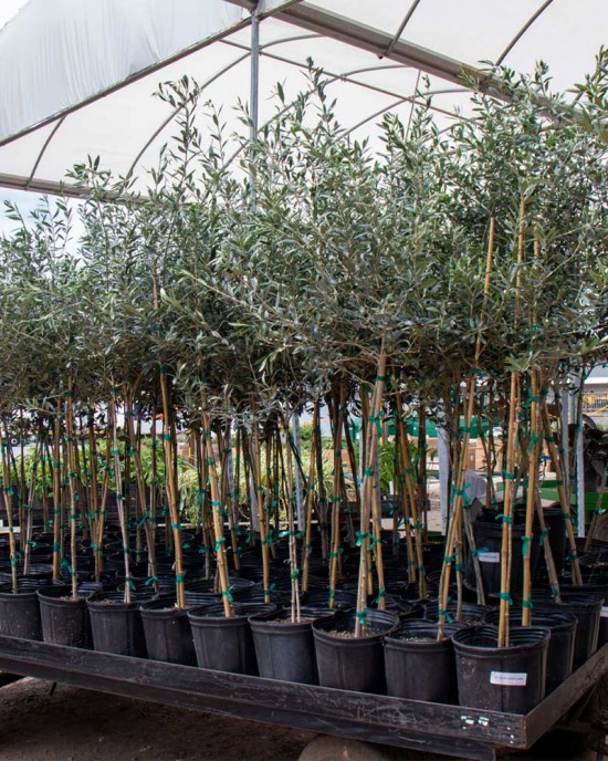 Arbequina Olive Sapling Arbequina Olive Sapling