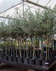 Arbequina Olive Sapling Arbequina Olive Sapling