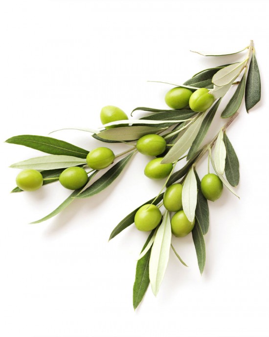 Arbequina Olive Sapling Arbequina Olive Sapling