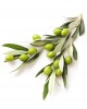 Arbequina Olive Sapling Arbequina Olive Sapling