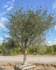 Frantoio Olive Sapling Frantoio Olive Sapling