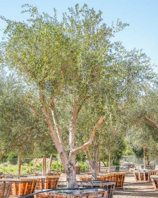 Frantoio Olive Sapling Frantoio Olive Sapling