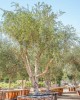 Frantoio Olive Sapling Frantoio Olive Sapling