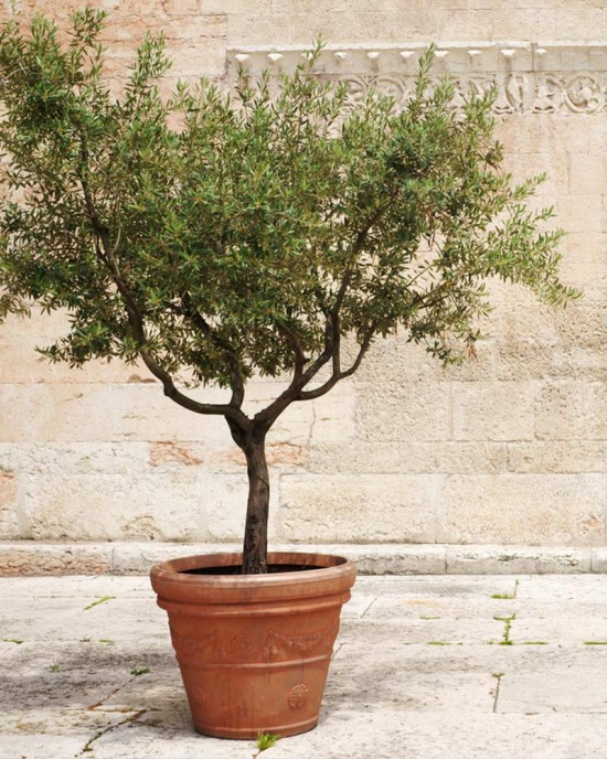 Frantoio Olive Sapling Frantoio Olive Sapling