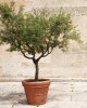 Frantoio Olive Sapling Frantoio Olive Sapling