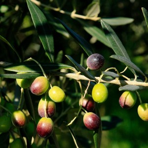 Frantoio Olive Sapling 