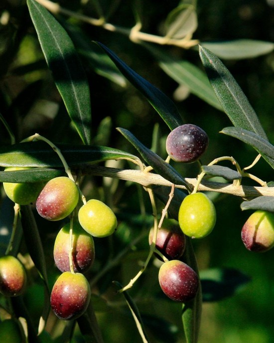 Frantoio Olive Sapling Frantoio Olive Sapling