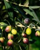 Frantoio Olive Sapling Frantoio Olive Sapling