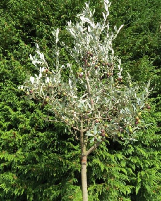 Leccino Olive Sapling Leccino Olive Sapling