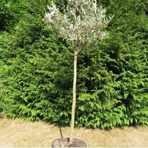 Leccino Olive Sapling 