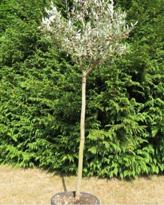 Leccino Olive Sapling Leccino Olive Sapling