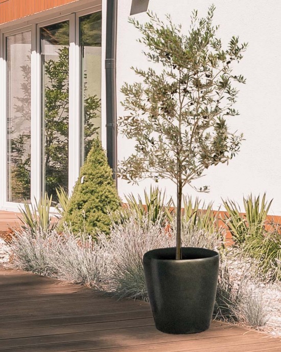Leccino Olive Sapling Leccino Olive Sapling