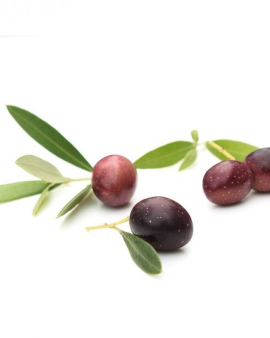 Leccino Olive Sapling Leccino Olive Sapling