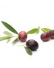 Leccino Olive Sapling Leccino Olive Sapling