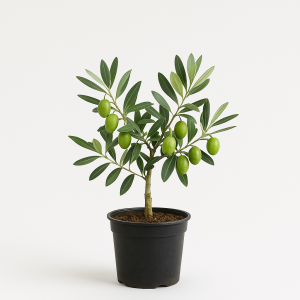 Manzanilla Olive Sapling 