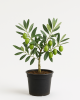 Manzanilla Olive Sapling Manzanilla Olive Sapling